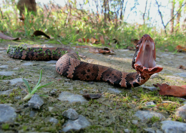 Young Cottonmouth